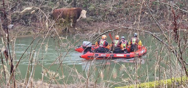 River Teme bull rescue in Knightwick