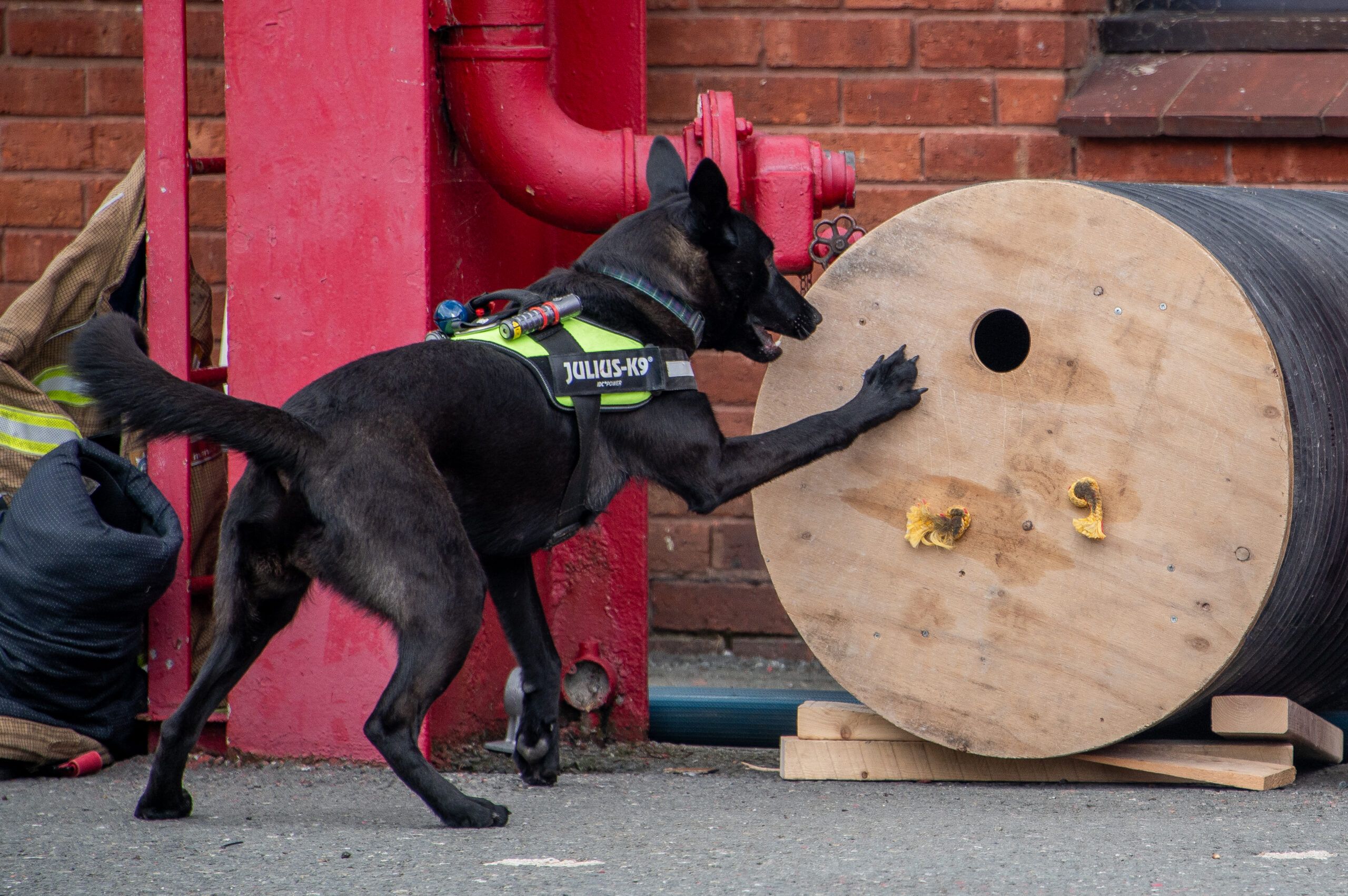 Fire Service search dog