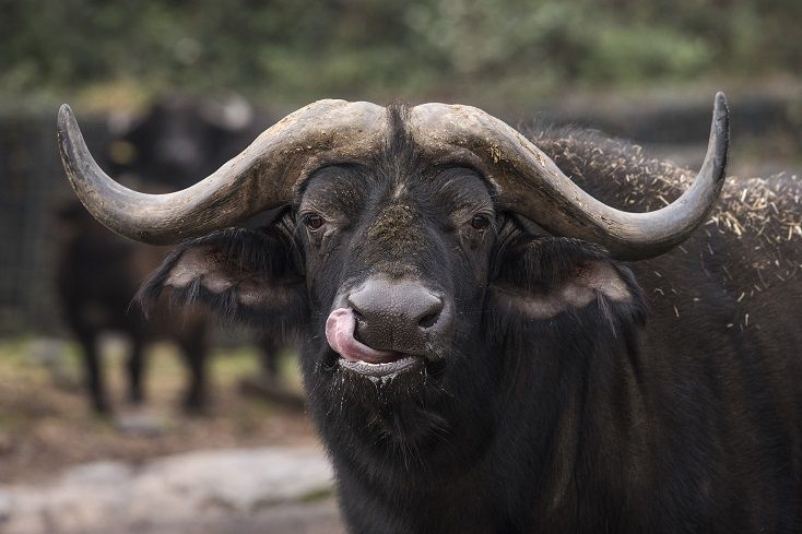 HWFRS load up two huge Cape Buffalo in preparation for move to new home